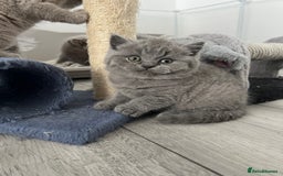 British Shorthair cats for sale: High quality GCCF registered kittens   - Image 4