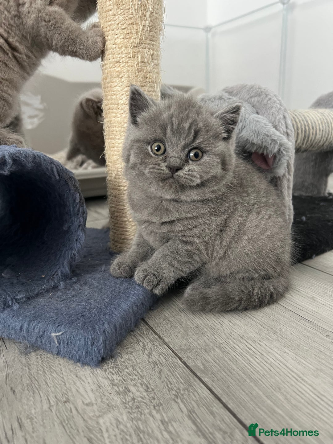 British Shorthair cats for sale: High quality GCCF registered kittens   - Image 4