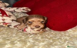 Miniature Dachshund dogs for sale: 💚🧡Stunning KC Longhaired Mini Dachshunds💚🧡 - Image 1