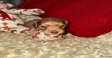 Miniature Dachshund dogs - Advert 9