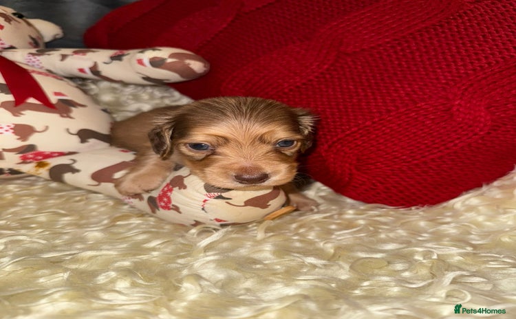 Miniature Dachshund dogs - Advert 1