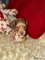 Miniature Dachshund dogs - Advert 8
