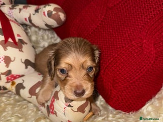 Miniature Dachshund dogs for sale - Advert 2