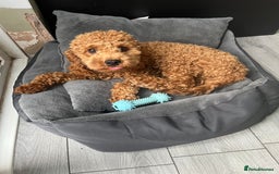 Cavapoo dogs for sale: Male Cavapoo for Sale - Image 5