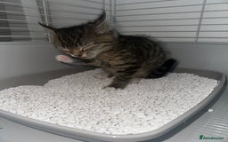 Maine Coon cats for sale: Maine coon x Ragdoll  - Image 4
