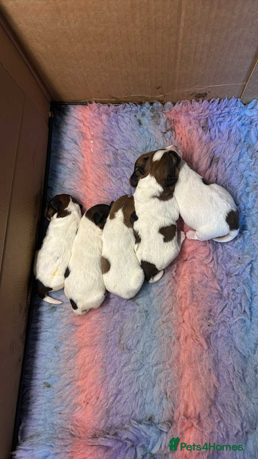 Jack Russell dogs for sale: Pedigree Jack Russell Terriers - Image 9
