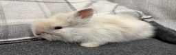 Lionhead rabbits for sale: Double Mane Lion Head Bunnies 🐰 for sale  - Advert 16
