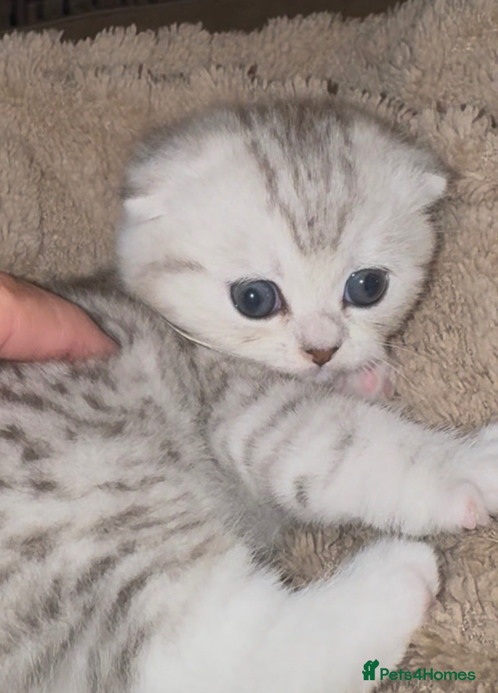 Scottish Fold cats for sale: Scottish fold silver/white male  - Advert 13