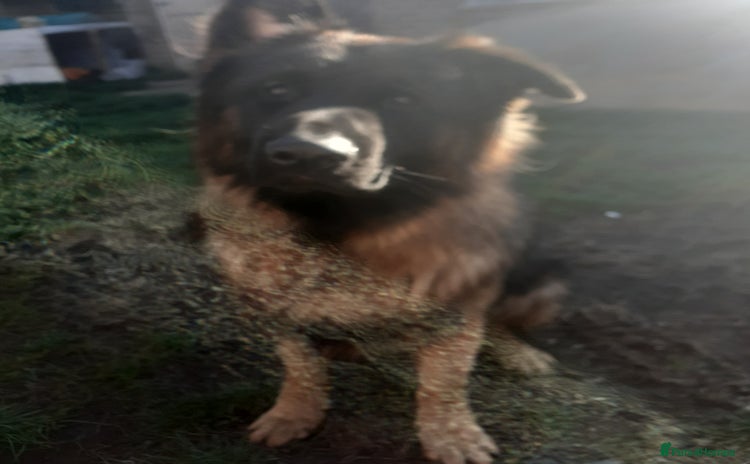 German Shepherd dogs - Advert 15