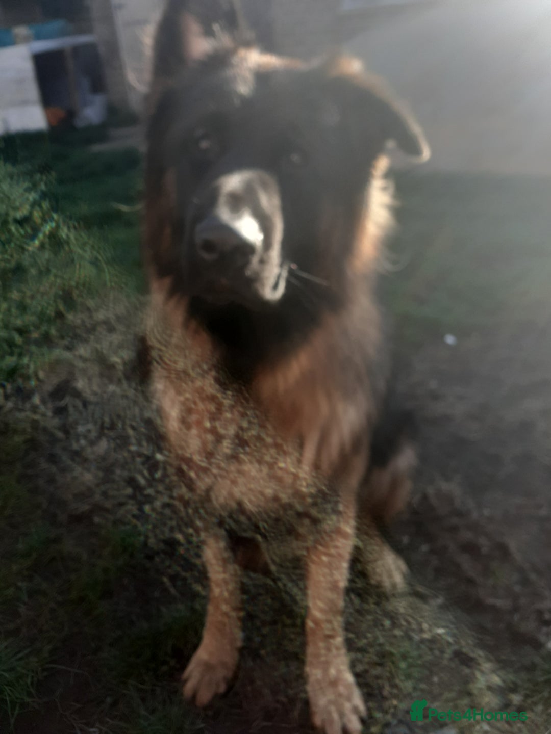 German Shepherd dogs for sale: 1 year old German shepherd for sale  - Image 1
