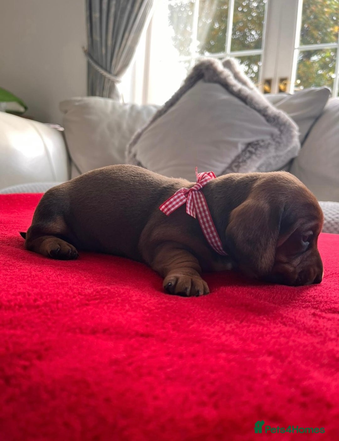 Dachshund dogs for sale: Beautiful Dachshund Puppies 🤩 - Image 5