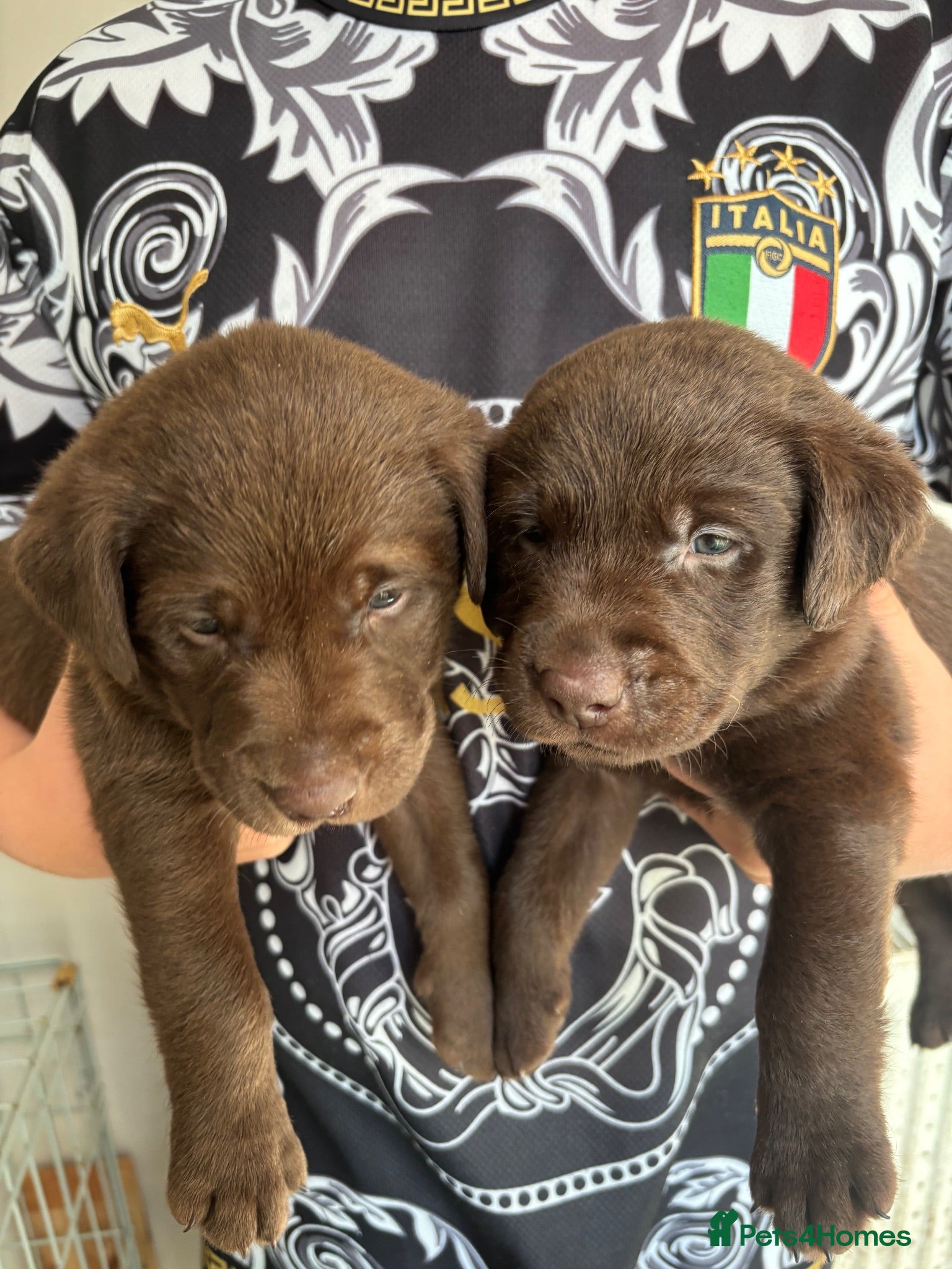 Labrador Retriever dogs 🤎Beautiful KC Reg Chocolate Labrador Puppies 🤎 - Advert 2