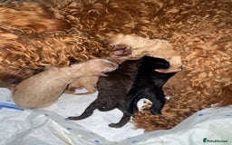 Cockapoo dogs for sale: Cockapoo puppies for sale - Image 11