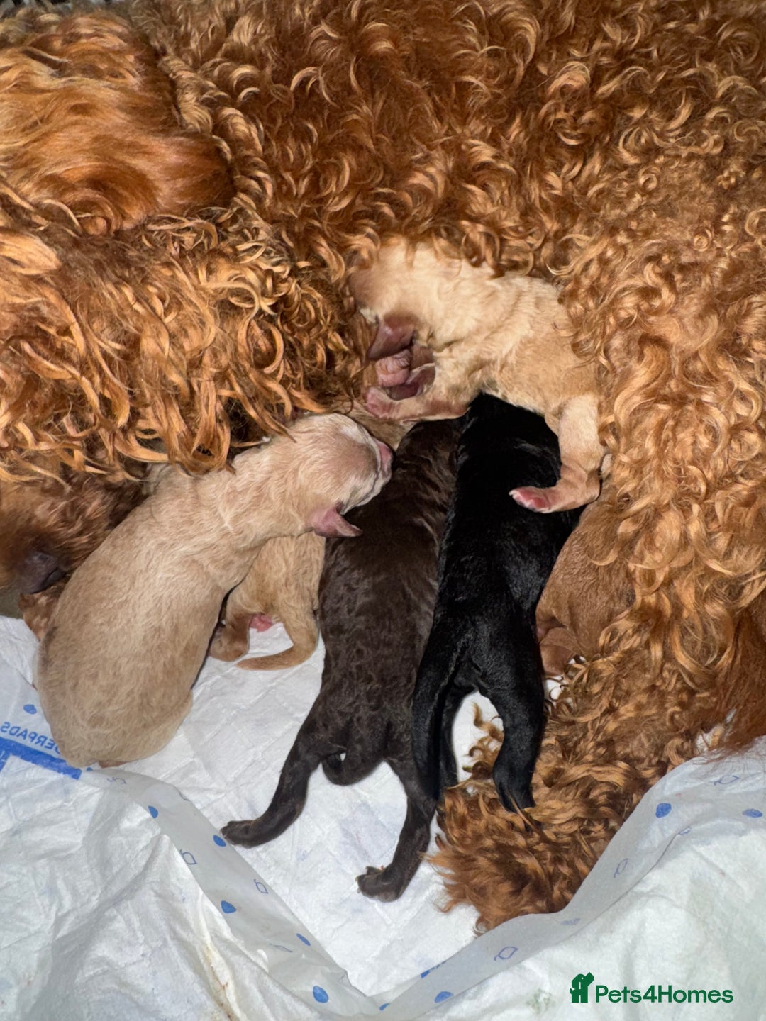 Cockapoo dogs for sale: Cockapoo puppies for sale - Image 11