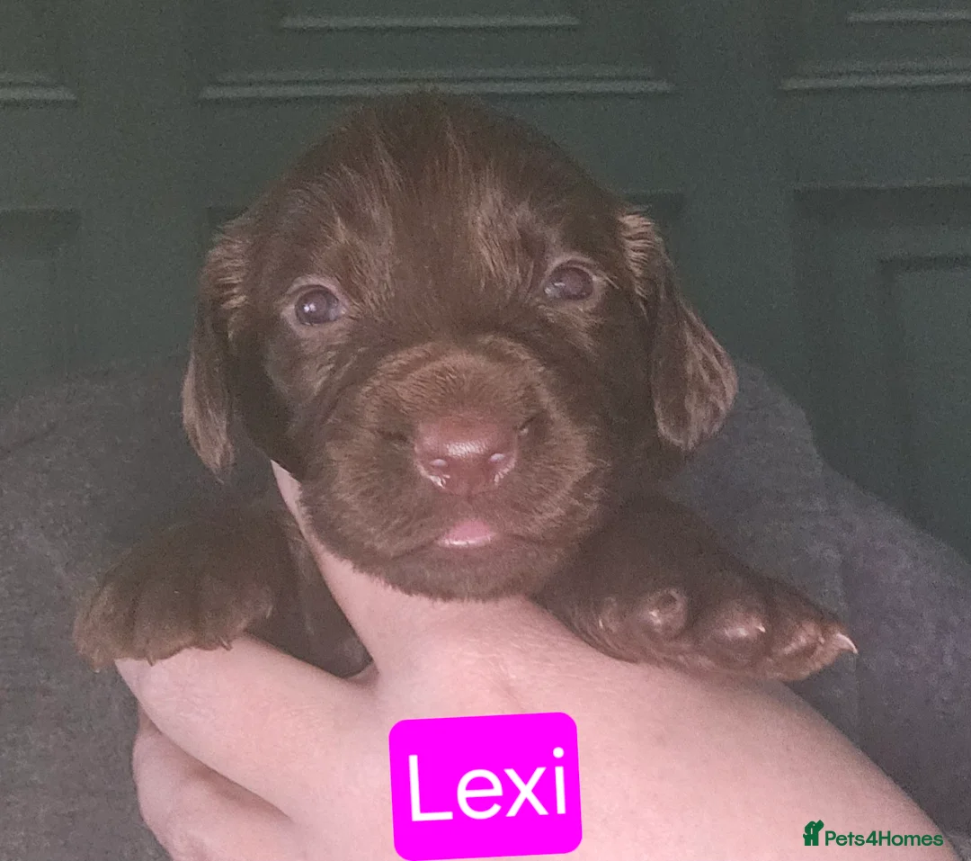 Cocker Spaniel dogs for sale: English cocker spaniel working strain - Advert 2