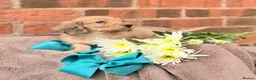 Miniature Dachshund dogs for sale: Long haired miniature dachshunds  - Advert 18