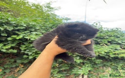 Pomeranian dogs for sale: 🌟 Adorable Pompom’s Ready to Melt Your Heart! 🌟 - Image 5