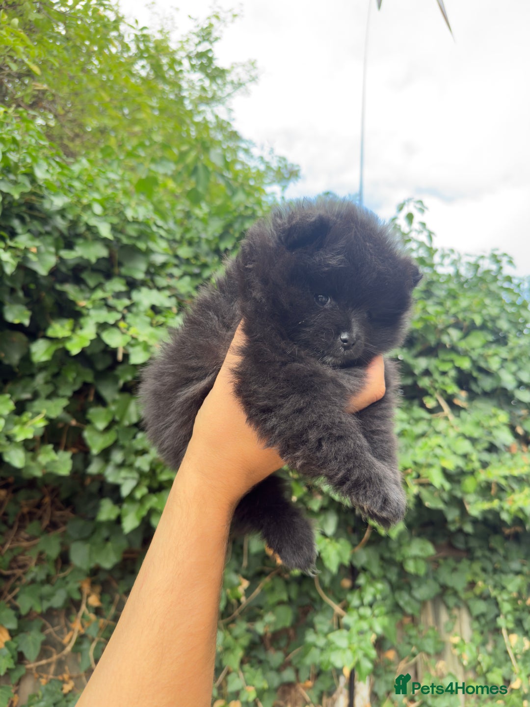 Pomeranian dogs for sale: 🌟 Adorable Pompom’s Ready to Melt Your Heart! 🌟 - Image 5