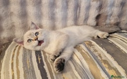 British Shorthair cats for sale: GOLDEN & COLOURPOINT BSH KITTENS, READY TO GO! - Image 13