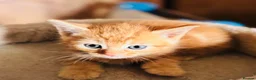 Mixed Breed cats for sale: Beautiful Kittens 🐱!!! - Advert 10