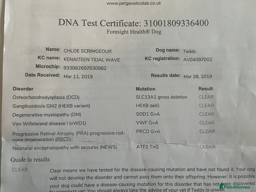 Poodle dogs for stud: FOR STUD Moyen Poodle (proven)  in Northampton - Advert 32