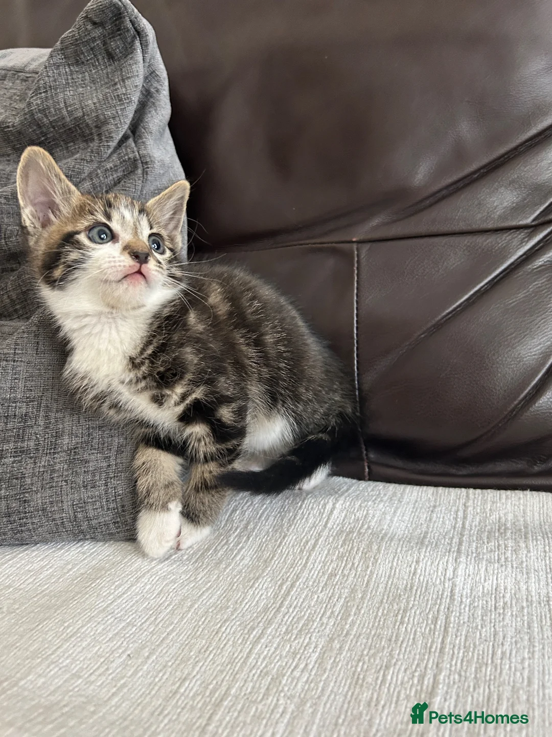 Mixed Breed cats for sale: Beautiful Kittens - Advert 40