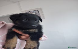 German Shepherd dogs for sale: German shepherd puppies  - Image 19