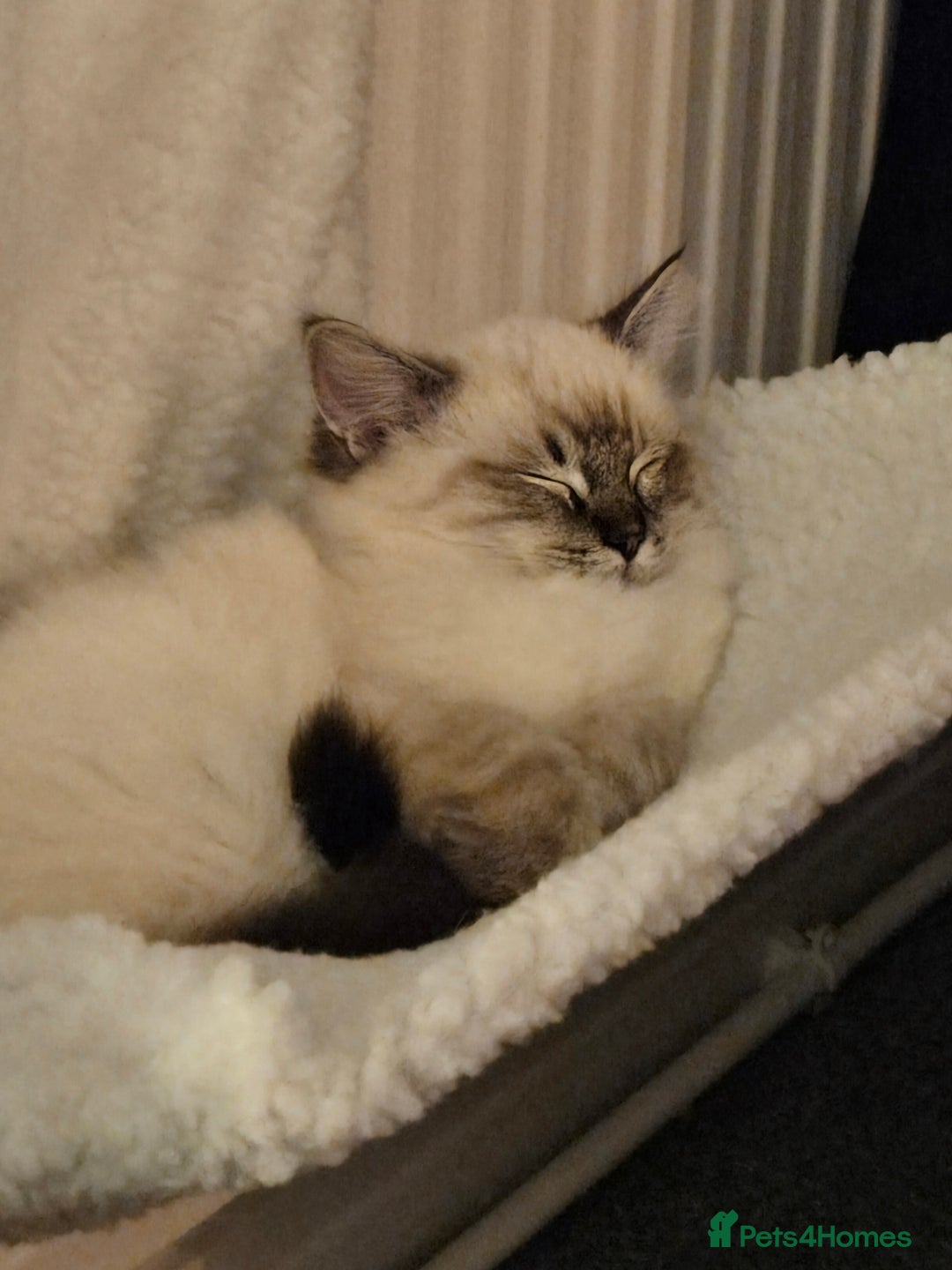 Ragdoll cats for sale: Ragdoll for sale called mocha - Advert 2