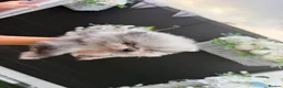 Pomeranian dogs for sale: 5 ⭐️ Pomeranian puppies  - Advert 10
