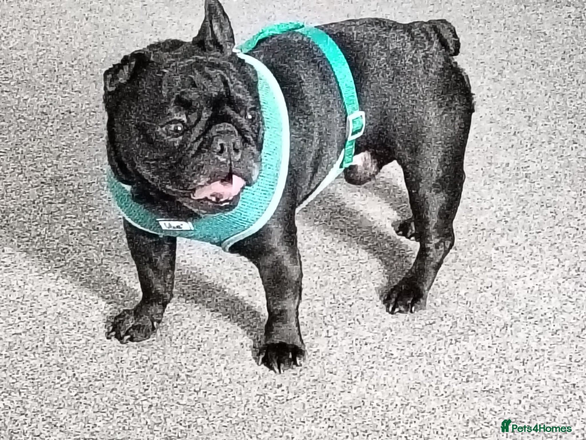 Mixed Breed dogs Male frenchie cross pug  - Advert 1