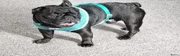 Mixed Breed dogs for sale: Male frenchie cross pug  - Advert 1