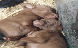 Mixed Breed dogs for sale: Beautiful friendly Labrador x Welsh Collie Puppies - Image 1