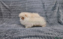 Pomeranian dogs for sale: Gorgeous Teddy Bear Pomeranian Puppies - Image 13