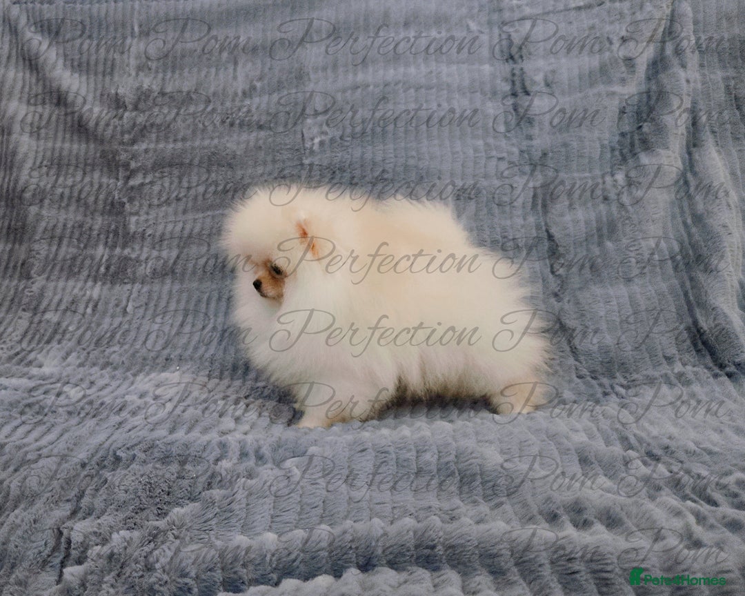 Pomeranian dogs for sale: Gorgeous Teddy Bear Pomeranian Puppies - Image 13