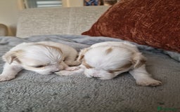 Maltipoo dogs for sale: Minnies maltipoos  - Image 12