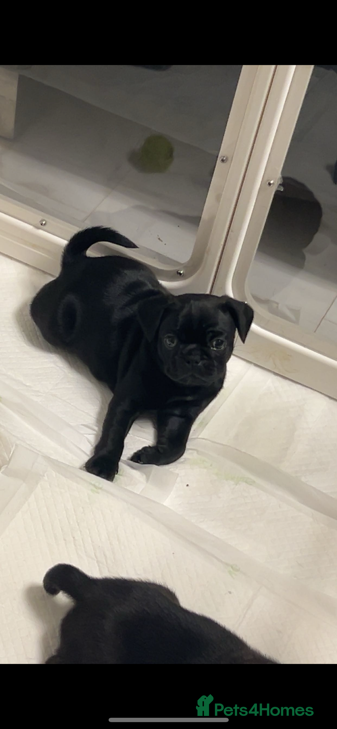 Frug dogs for sale: Frug puppies  - Advert 28