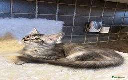 Maine Coon cats for sale: 3 Stunning Maine Coon Boys Ready To Go Now!!! - Image 10