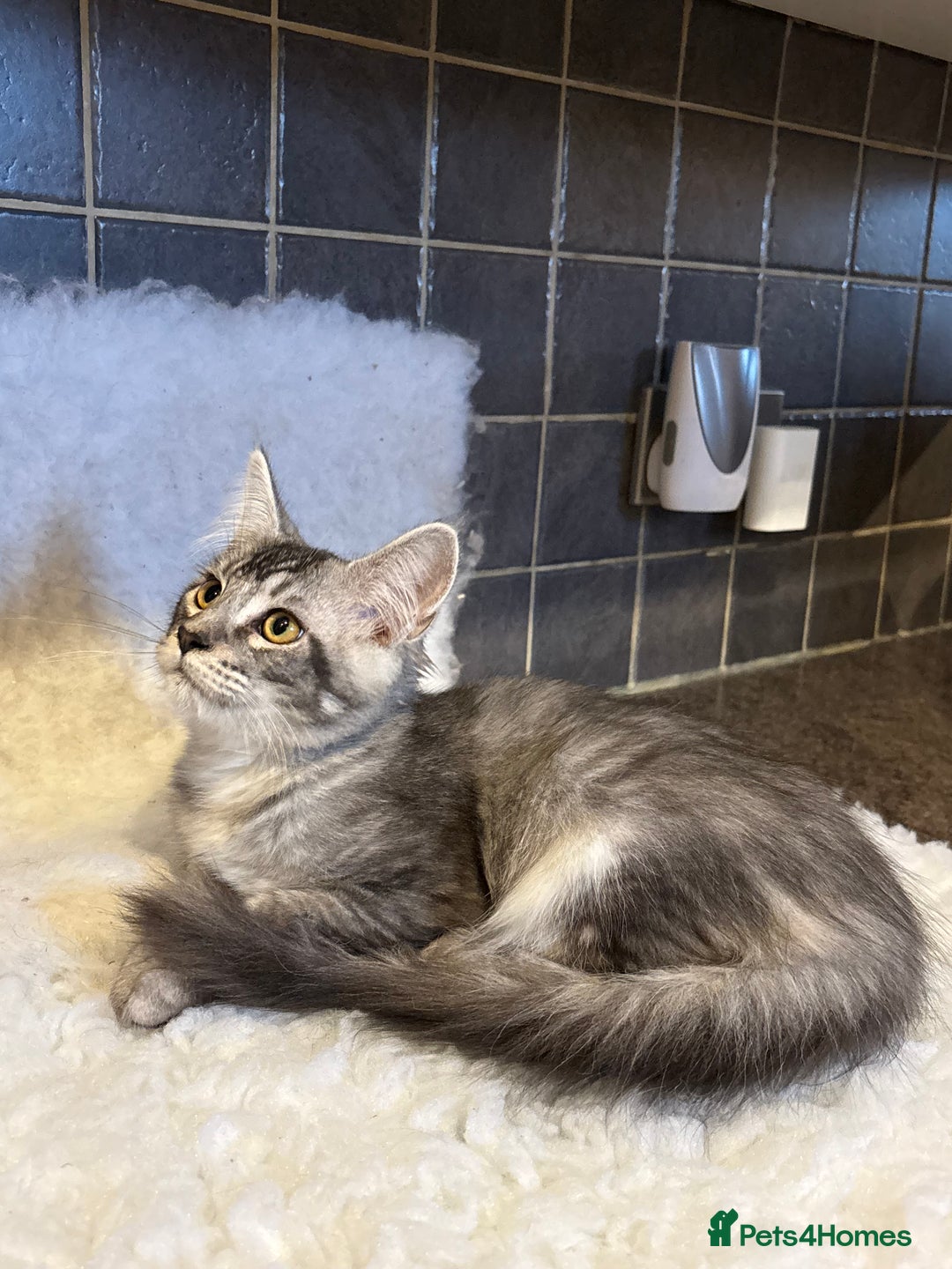 Maine Coon cats for sale: 3 Stunning Maine Coon Boys Ready To Go Now!!! - Image 10