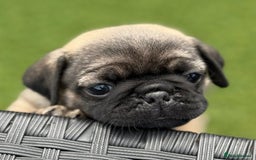 Pug dogs for sale: stunning KC Registered PUG puppies  - Image 2