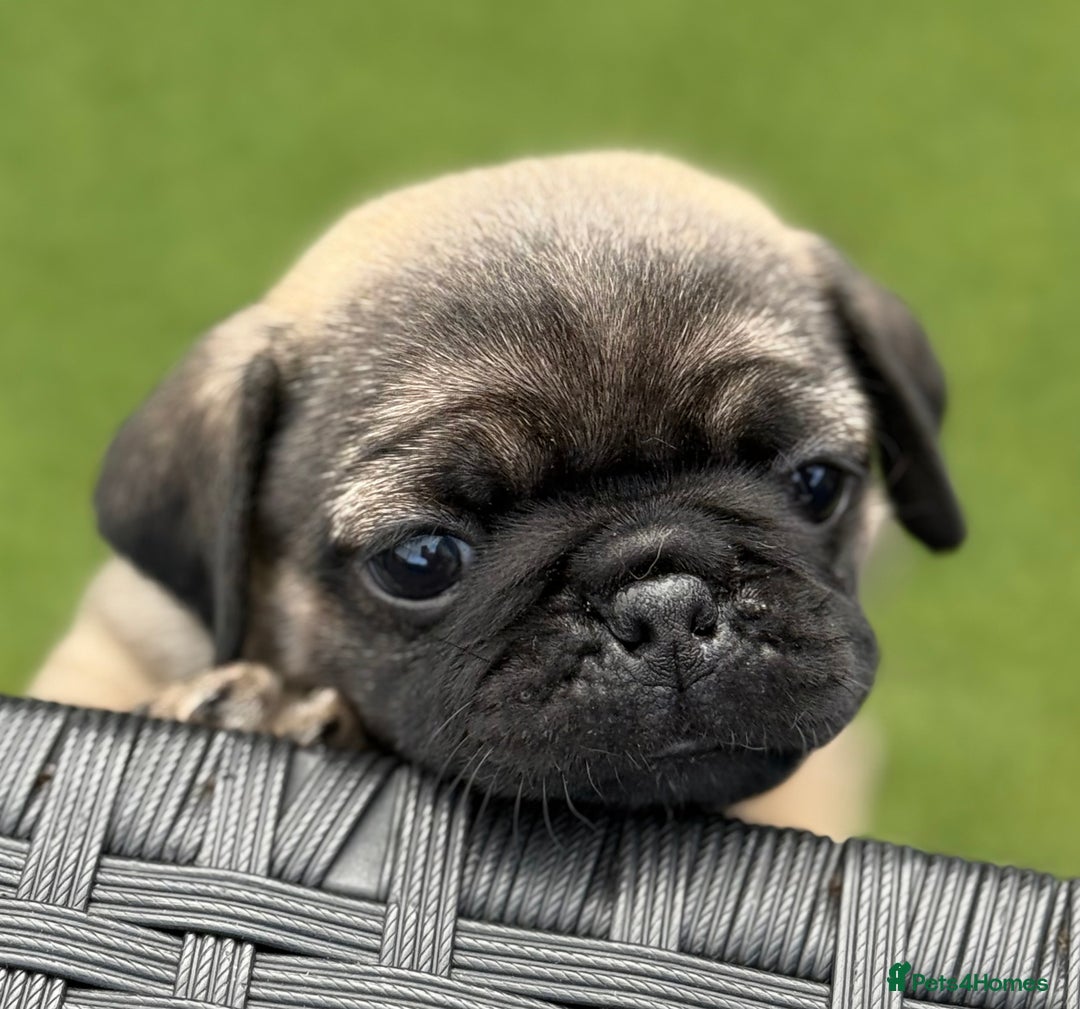 Pug dogs for sale: stunning KC Registered PUG puppies  - Image 2