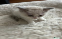 Ragdoll cats for sale: 5 Pure Ragdoll kittens - All Females -Pickup Ready - Image 13