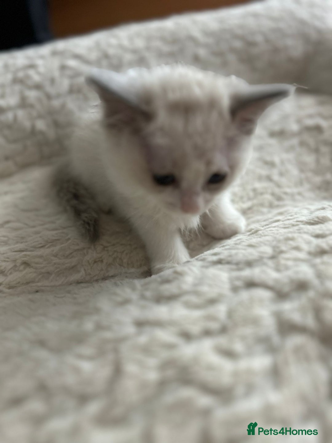 Ragdoll cats for sale: 5 Pure Ragdoll kittens - All Females -Pickup Ready - Image 13