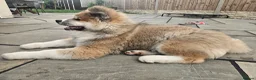 Akita dogs for sale: RKC Long-coat female - Advert 4