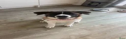 Mixed Breed dogs for sale: Storm  - Advert 3