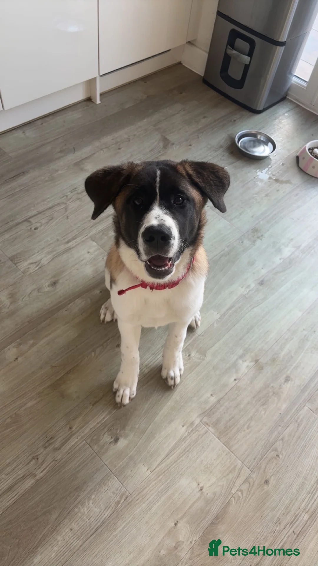 Mixed Breed dogs for sale: Storm  - Advert 3