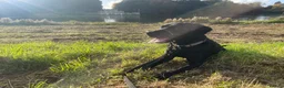 Labrador Retriever dogs for sale: Black Labrador needing new home  in Oakham - Advert 1
