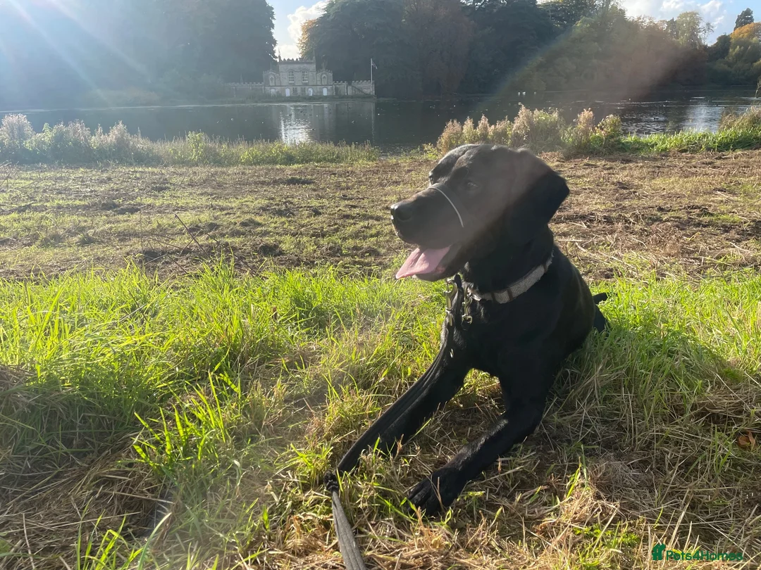 Labrador Retriever dogs for sale: Black Labrador needing new home  in Oakham - Advert 1