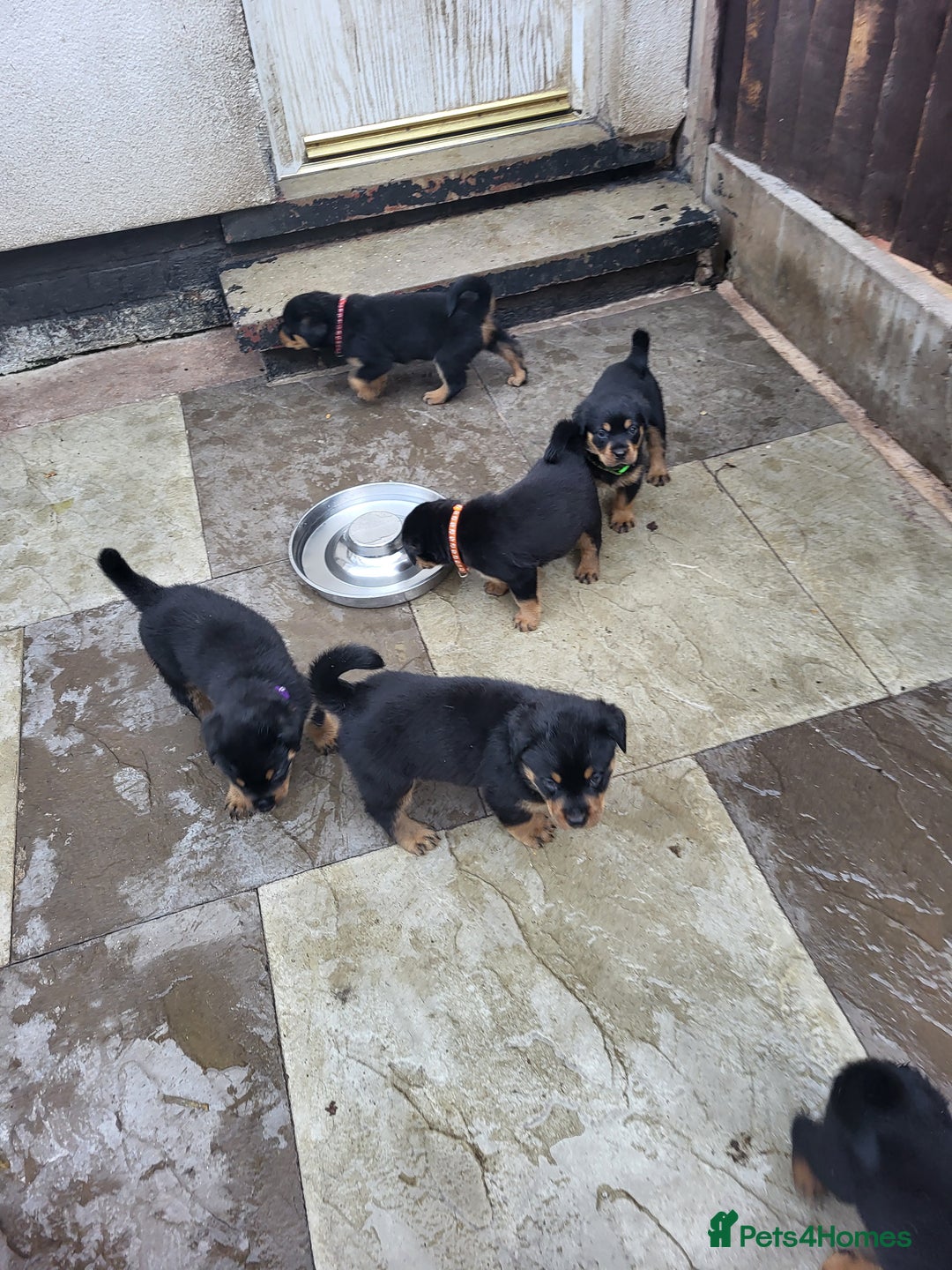 Rottweiler dogs for sale: Rottweiler puppy's 2 boys 5 girls - Image 8