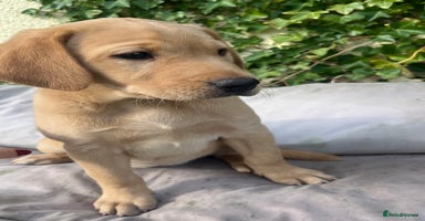Labrador Retriever dogs - Advert 4