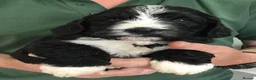 Bernedoodle dogs for sale: Amazing Saint Bernadoodle puppies - Advert 6